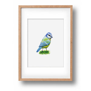 Original-Aquarell Blaumeise
