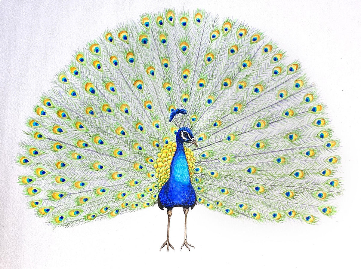 Original watercolor painting peacock