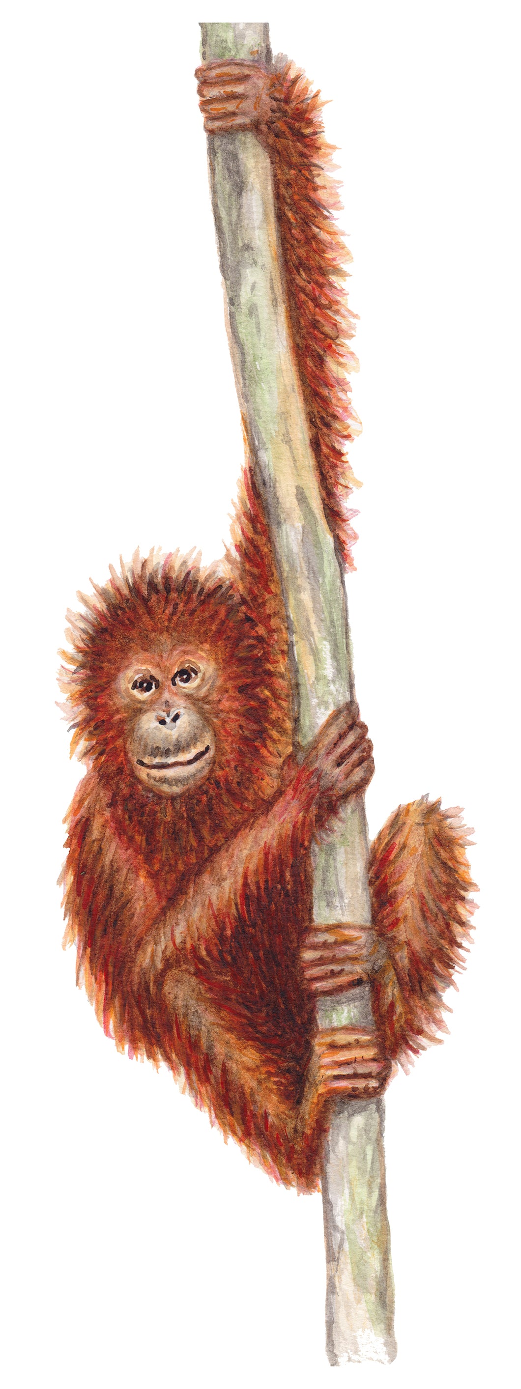 Wallsticker monkey