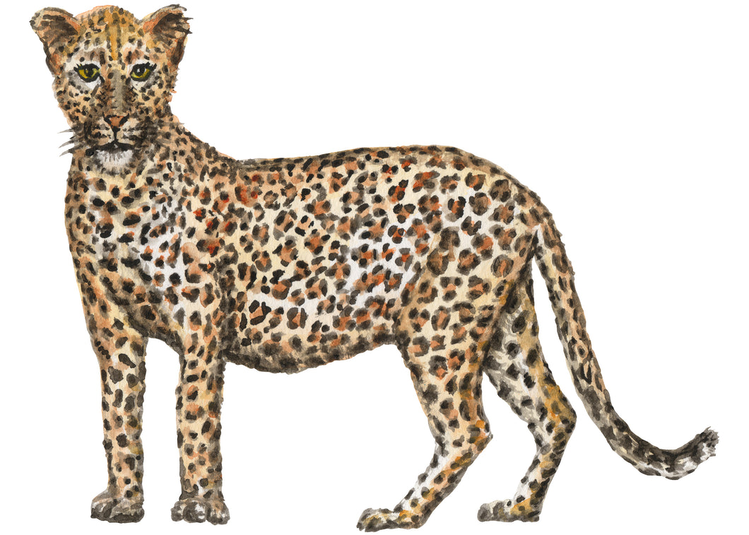 Muursticker luipaard 70x50 cm