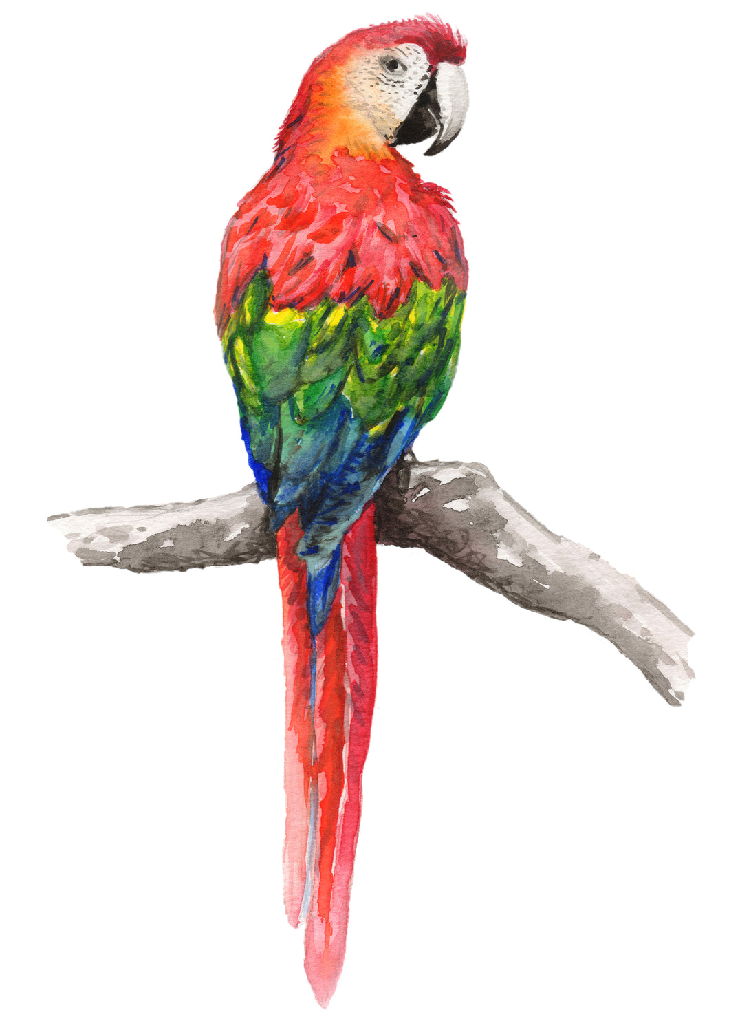 Muursticker papegaai 50x70 cm